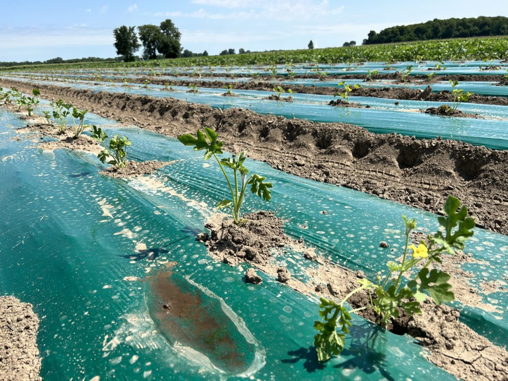 melon succession