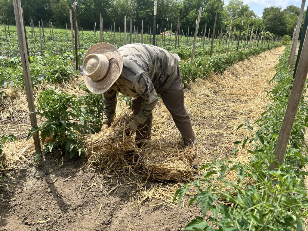 mulching straw