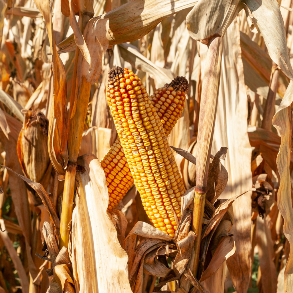 field corn