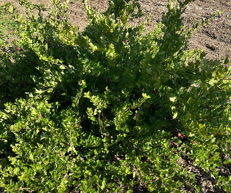 gooseberry bush