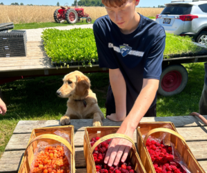 Jed picks raspberries