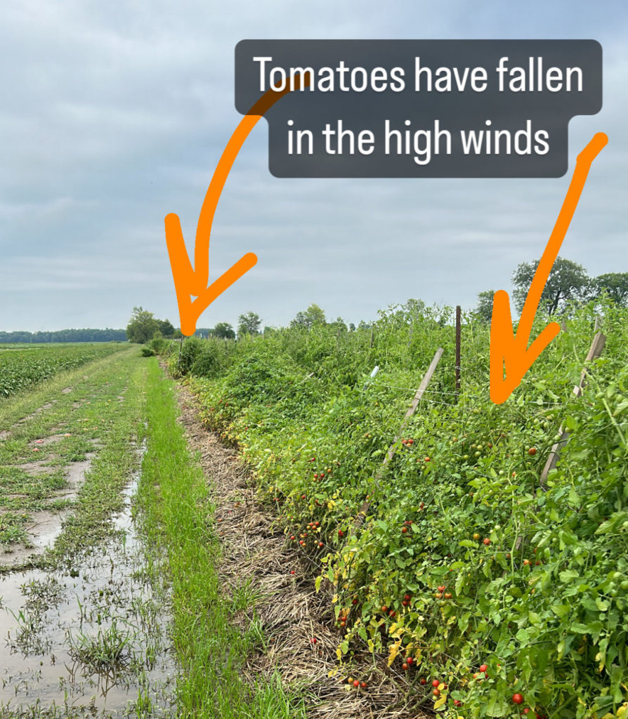 tomato damage