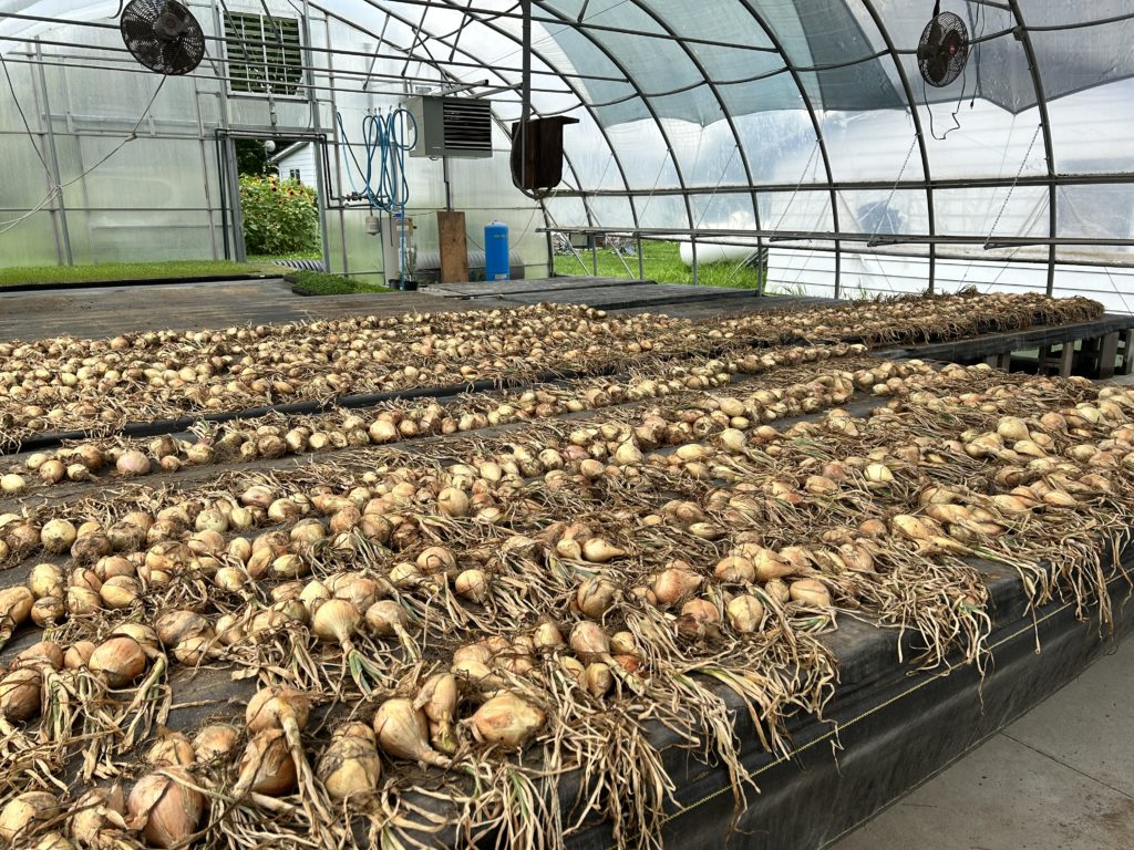 onions curing