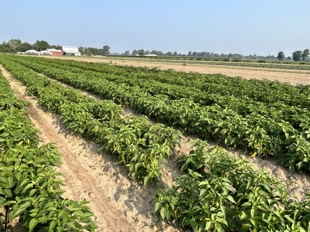 Pepper field