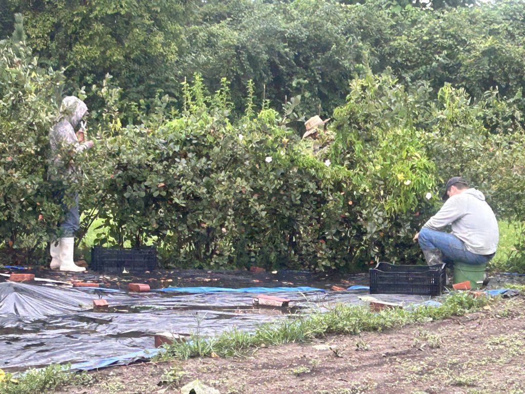 picking aronia