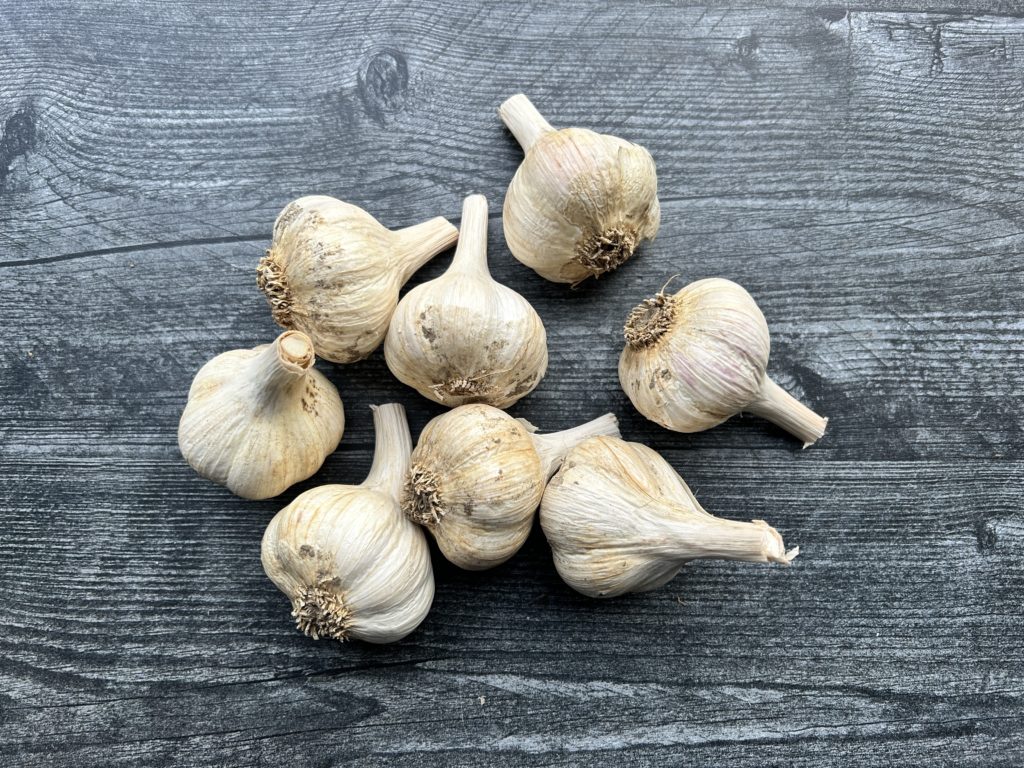 garlic