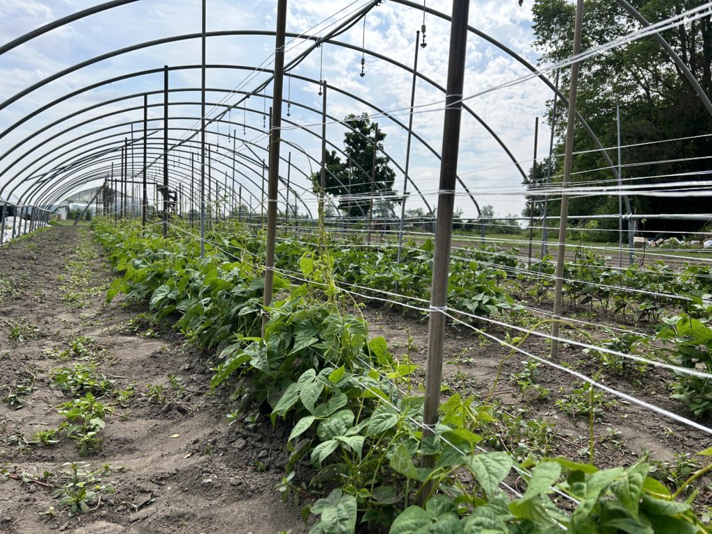 beans on trellis