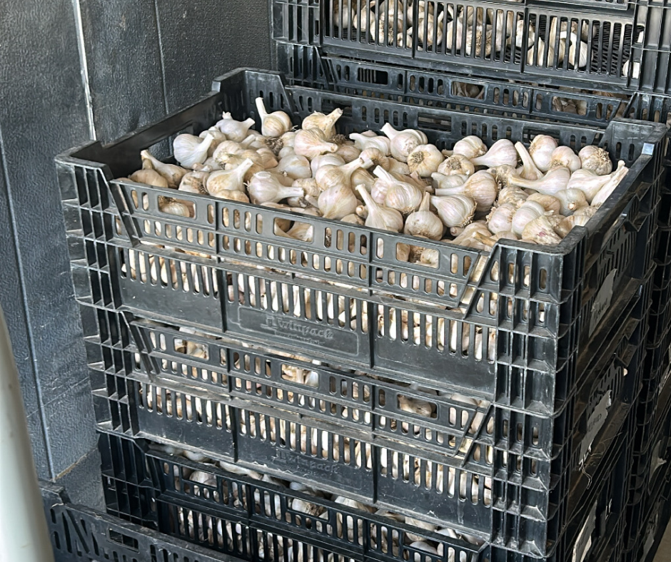 garlic for 2023