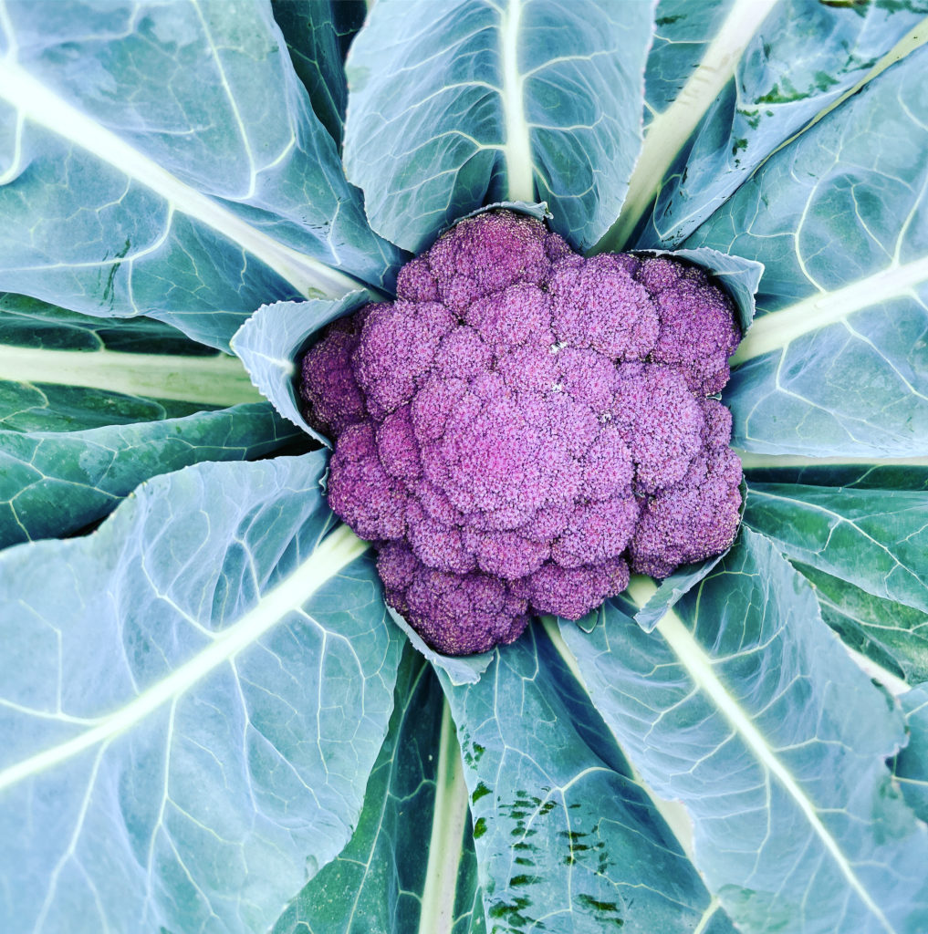 purple broccoli