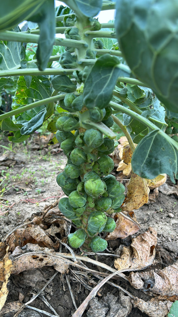 brussels sprout