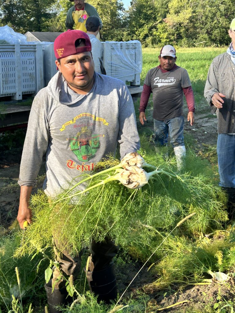 fennel