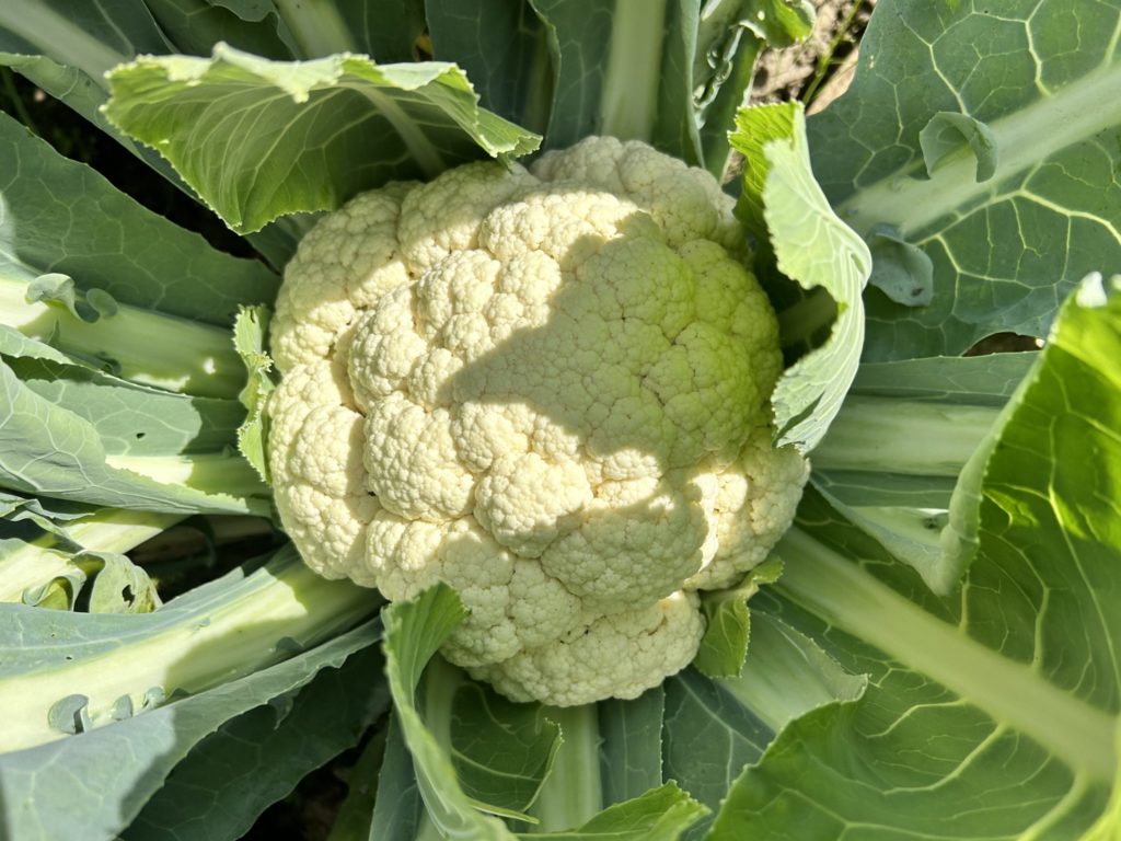 cauliflower