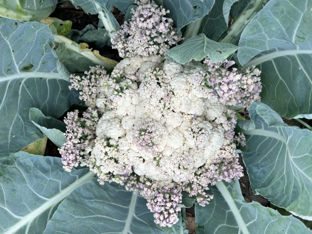 cauliflower blooming