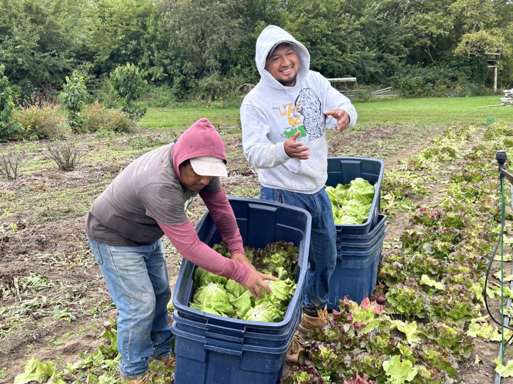 harvest lettuce