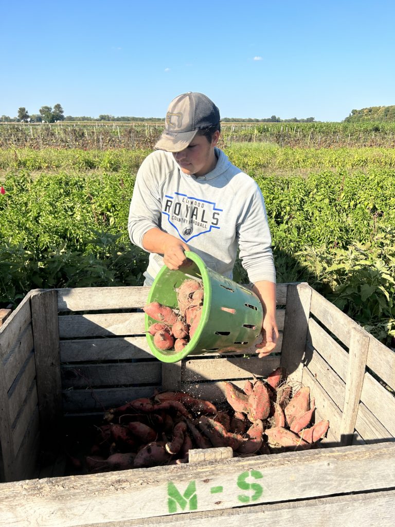 sweet potatoes