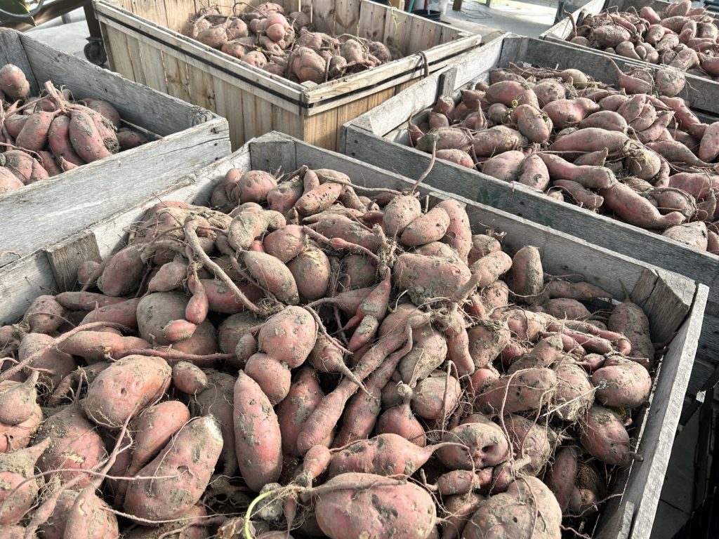 sweet potato