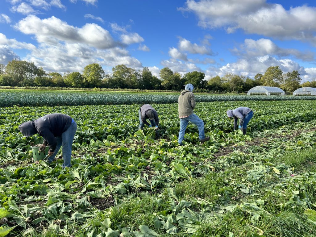 harvesting radishes