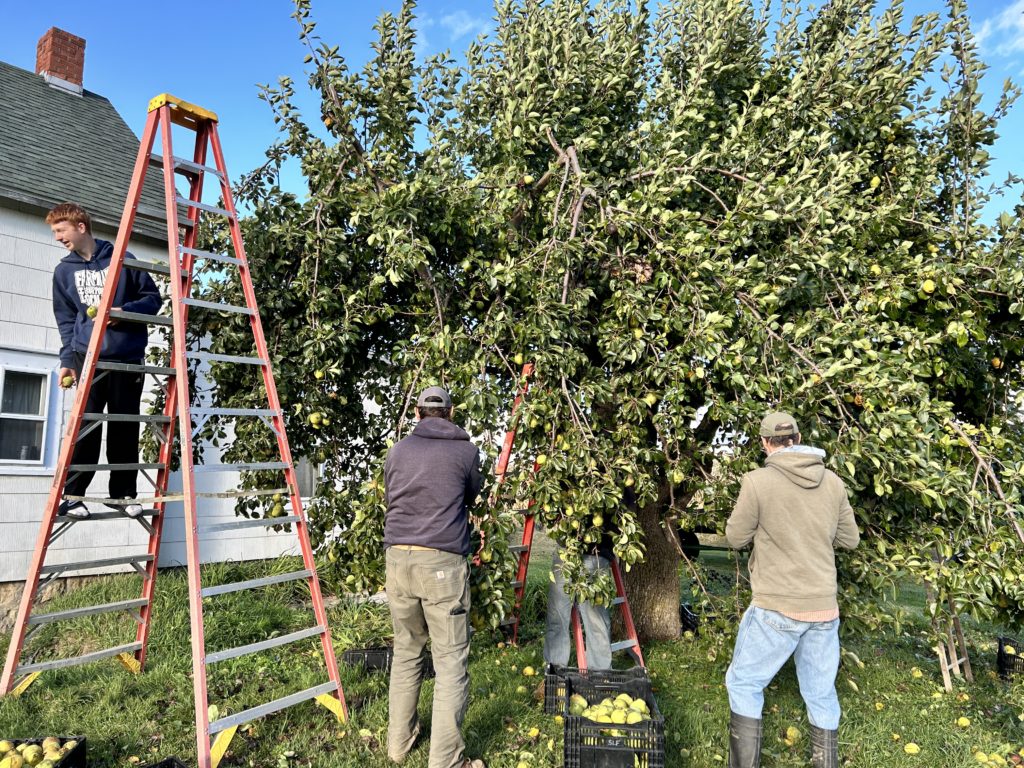 picking pears