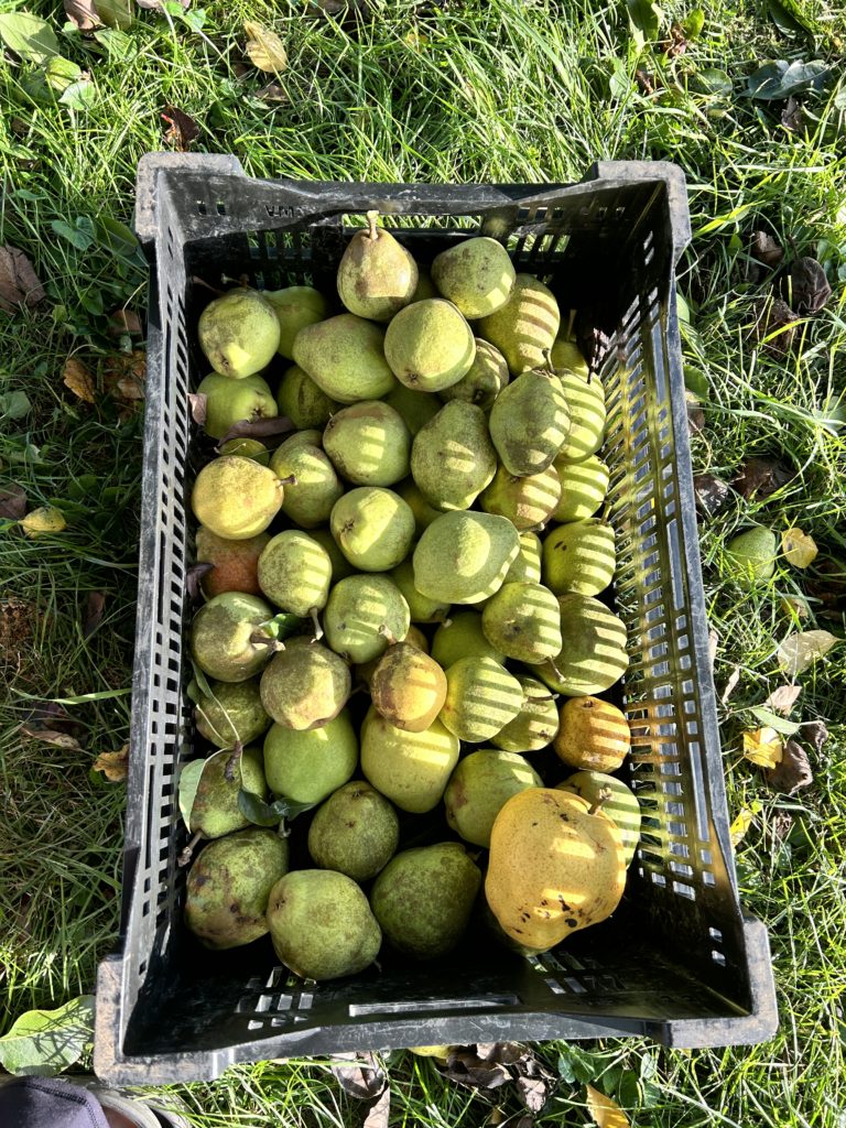 storage pears