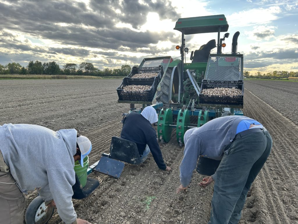 garlic planting