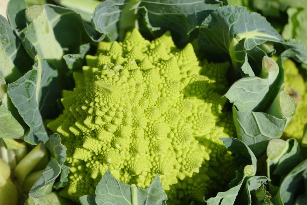 romanesco