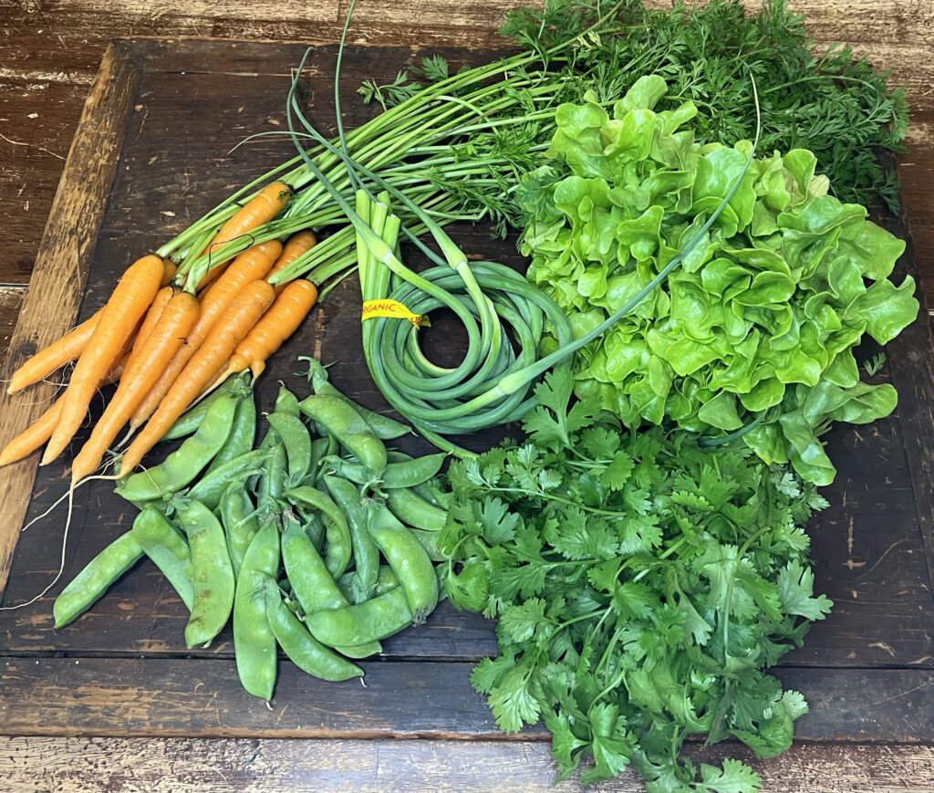 csa box week 1