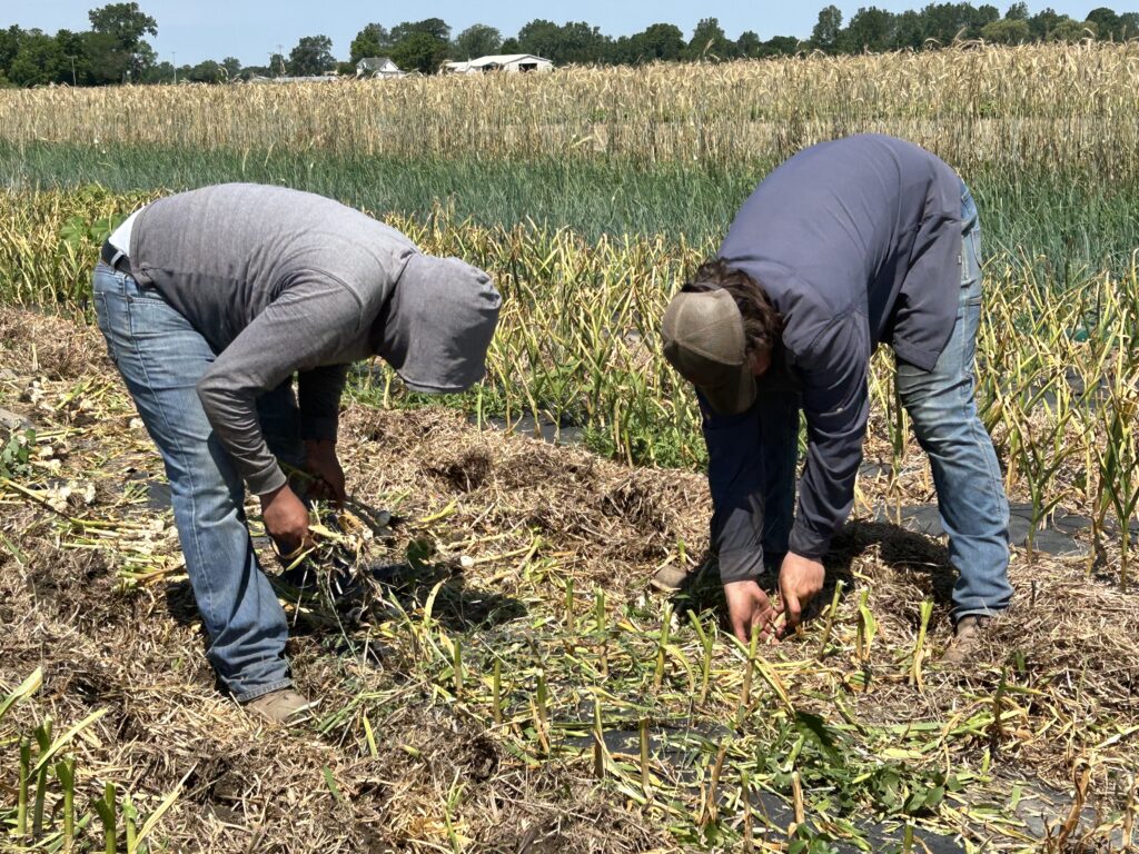 garlic harvest