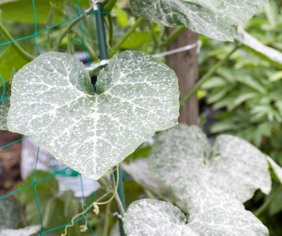 powdery mildew
