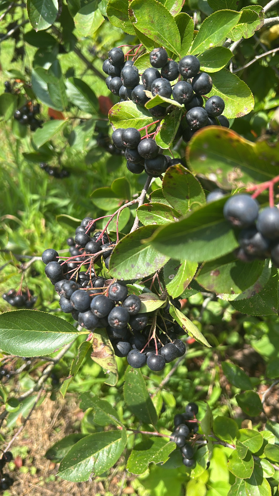 Meet the Aronia Berry: The Tiny Superfruit Growing on Our Farm - Shared  Legacy Farms