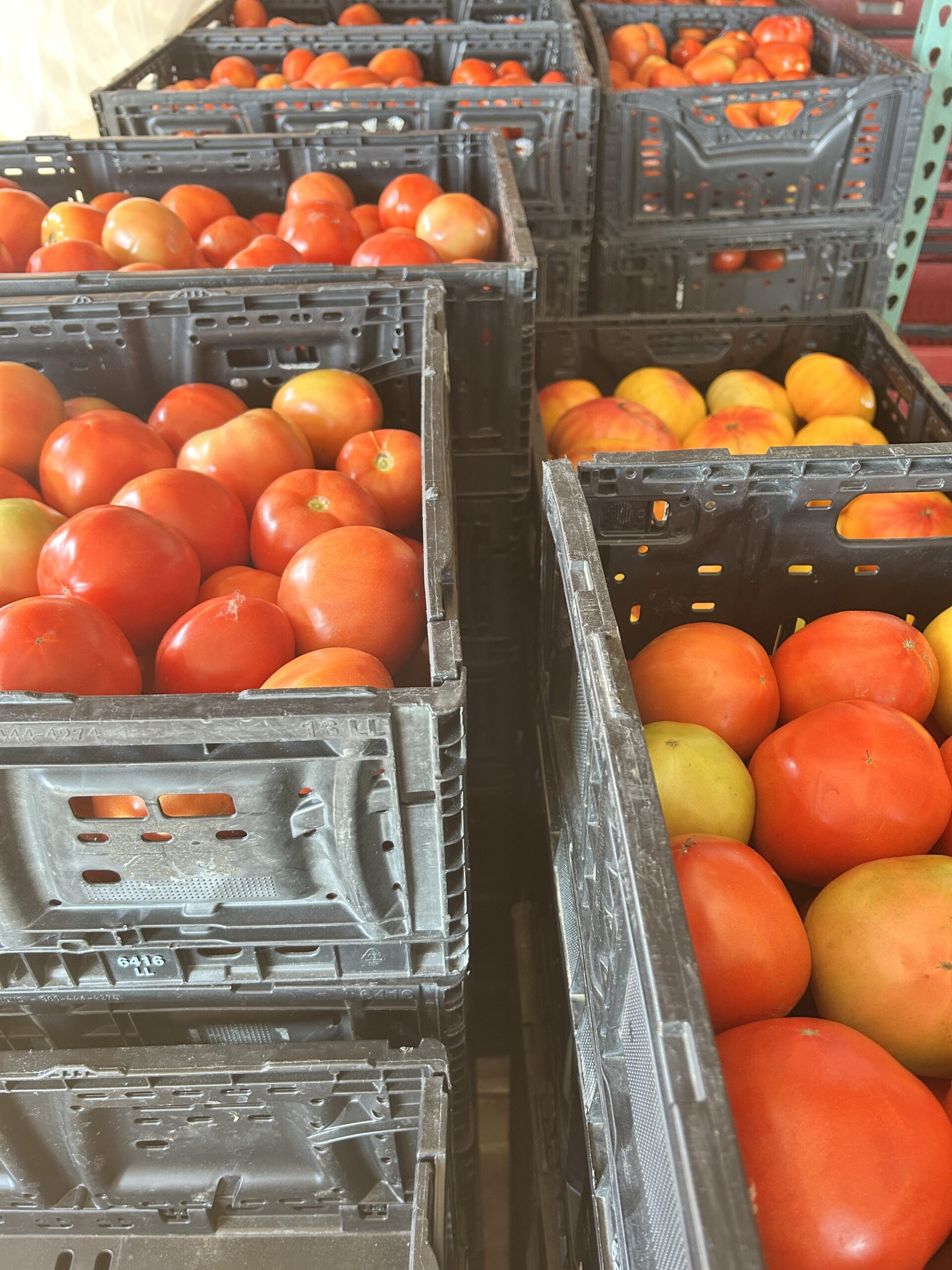 IMG_2771 tomato bounty