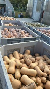 winter squash