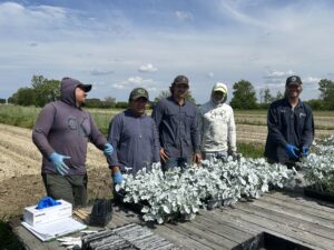 crew planting