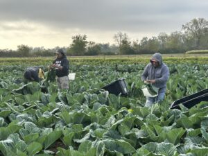 collard harvest