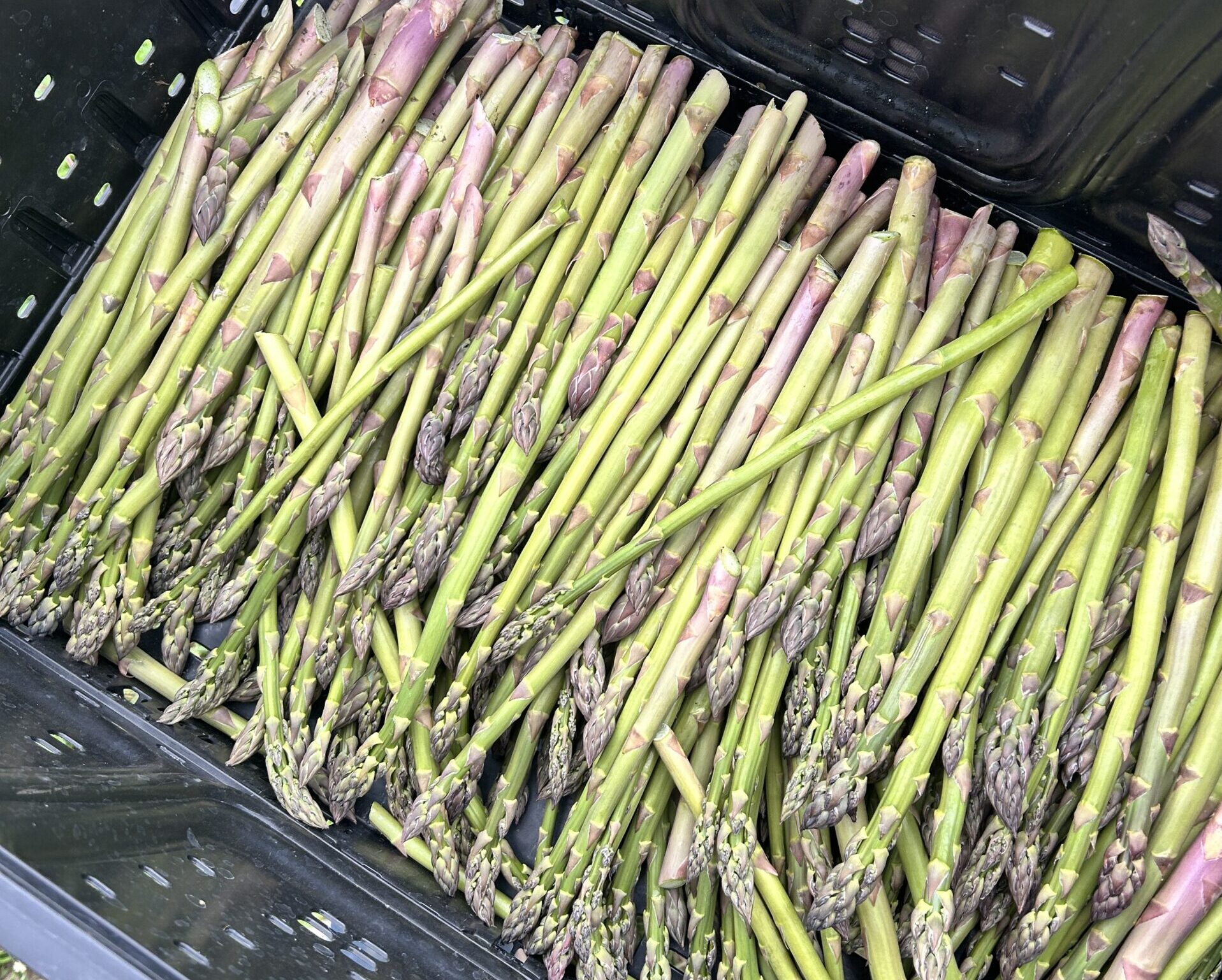 asparagus2