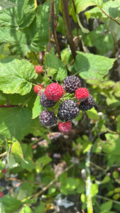 black raspberries