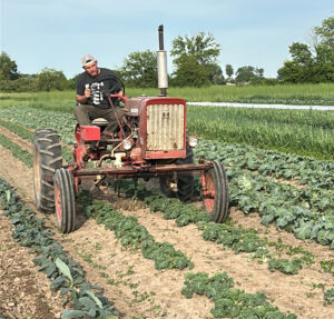 weeding kale