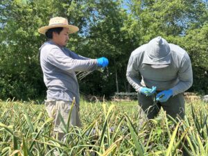 garlic scape harvest