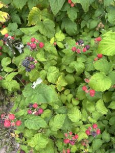 black raspberry