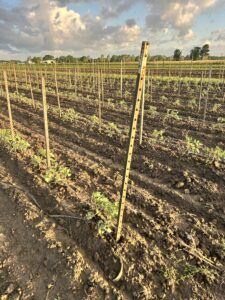 tomato stake