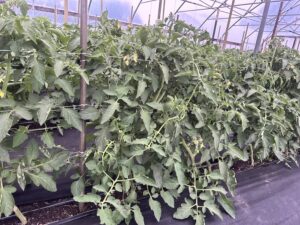 tomato in high tunnel