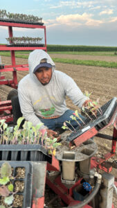 planting cauliflower in transplanter