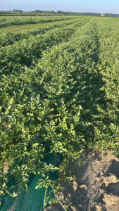 Melon vines