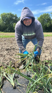 Harvesting onions Pedro