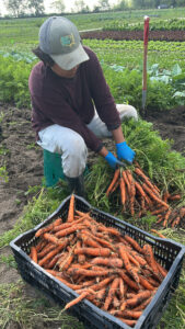 carrots harvesting