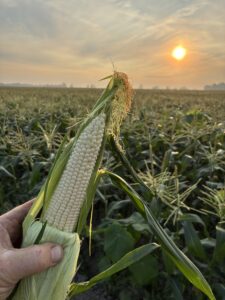 sweet corn