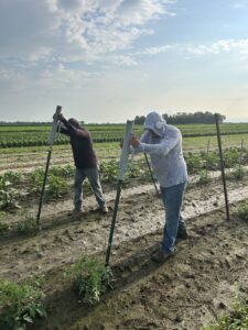 tomato staking