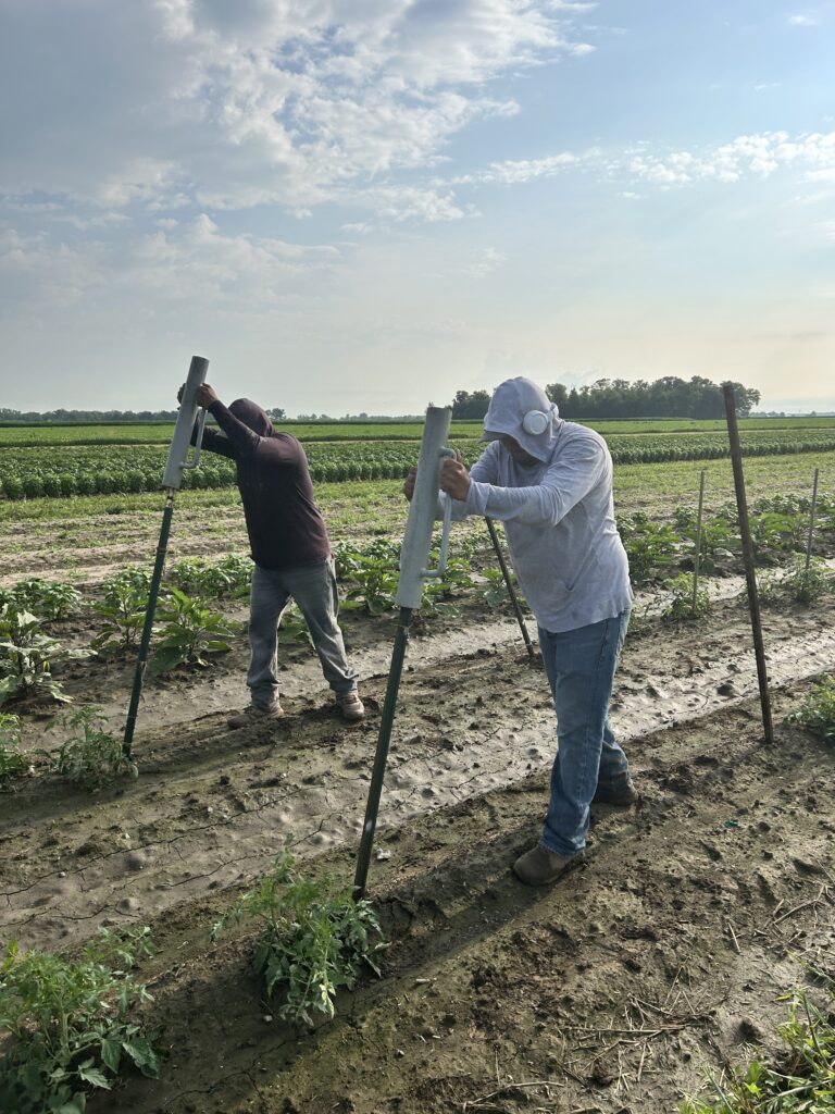 tomato staking