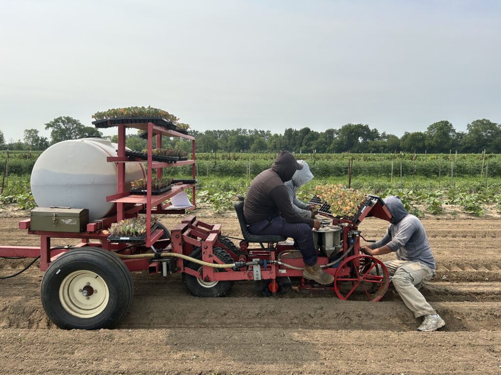 planting cabbage