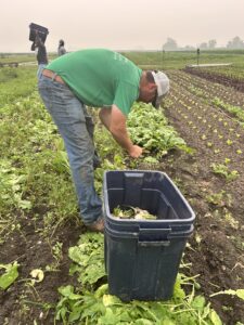 Kurt harvest turnip