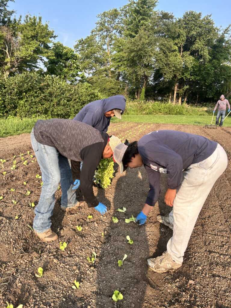 planting lettuces in garden